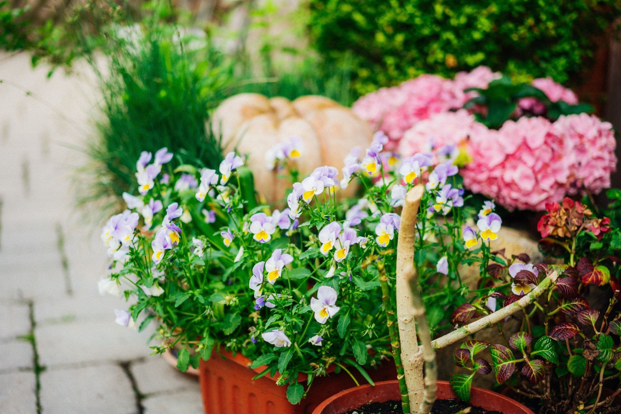 Blumen neben dem Weg